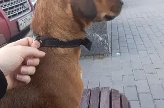 Найдена собака метис на ул. Терешковой, 80