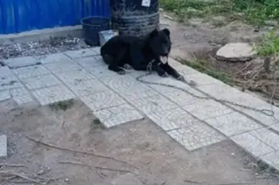 Пропала собака Туман в Свердловской области