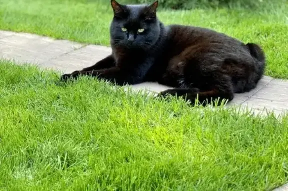 Пропала кошка в Кольцово, черного цвета с зелёным ошейником