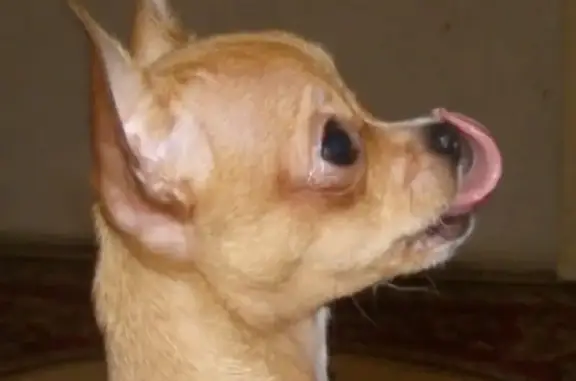 Пропала собака в районе Сапун-Горы, породы чихуахуа, зовут Тошик, есть татуировка, нужна помощь!