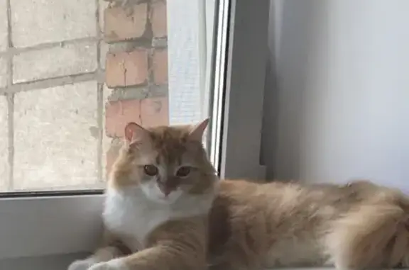 Потерянные животные Новосибирск, фото: Пропала кошка Мальчик, рыжий окрас с белыми пятнами, ул. Дениса Давыдова, 13, Новосибирск.