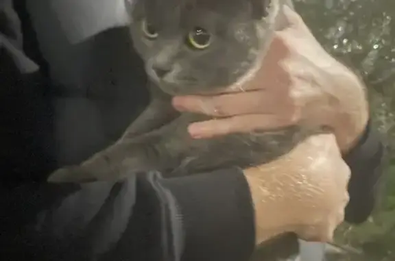 Найдена серая кошка на Волжской набережной, Нижний Новгород