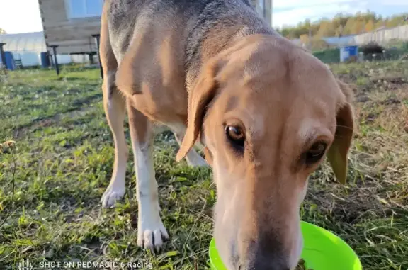Собака найдена в Иваньково, Тульская область