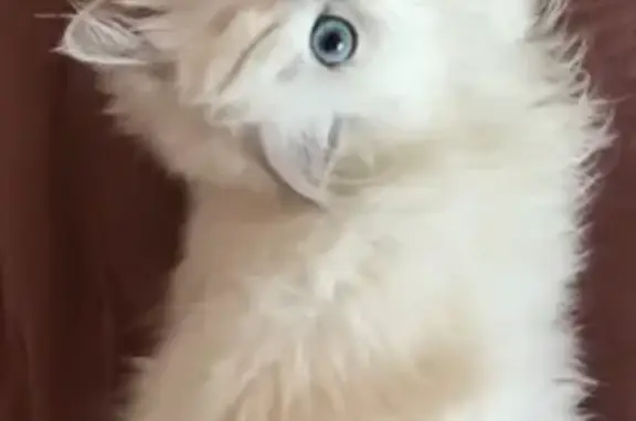 Потерянные животные Смоленск, фото: Пропала белая кошка на улице Островского, 6 в Смоленске