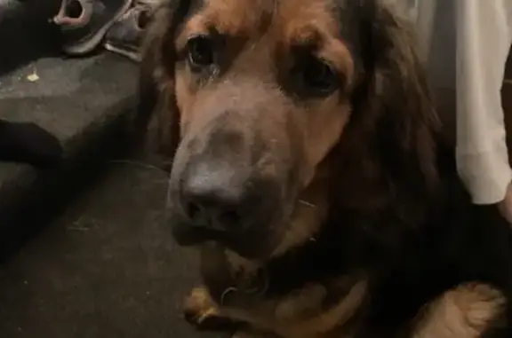 Найдена дрессированная собака на ул. Володарского, Наро-Фоминск