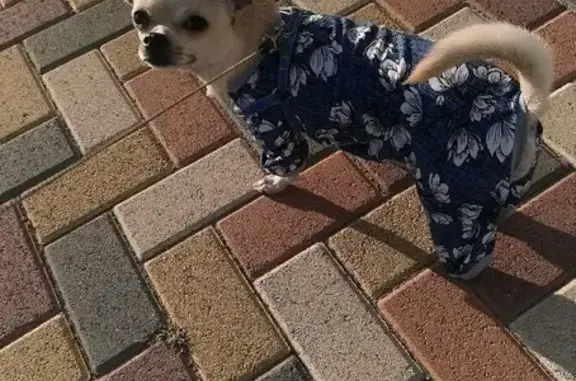 Потерянные животные Ставрополь, фото: Пропала Чихуахуа на ул. Пирогова, 98/1 (Ставрополь)