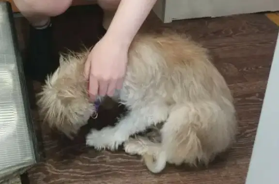 Пропала собака Жуля на Майкопской, 10 в Новокузнецке