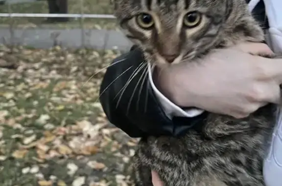 Найдена кошка на Нахимовском проспекте, Москва