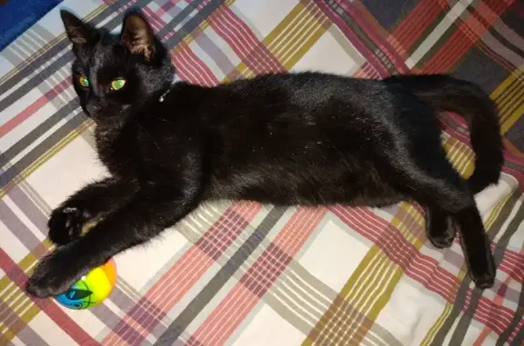 Найден черный котенок на Донбасской улице, Воронеж
