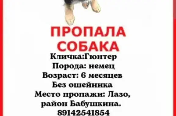 Пропала собака Гюнтер, ул. Бабушкина 35, Мирный