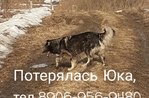 Пропала собака Юка в районе Копылово