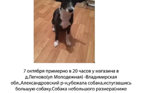 Пропала Китайская хохлатая собака в Владимирской области