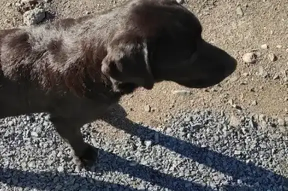 Собака найдена на Лиственной, 12 в Петрозаводске