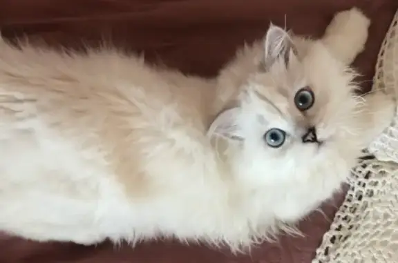 Потерянные животные Смоленск, фото: Пропала белая кошка с улицы Островского, 6 в Смоленске