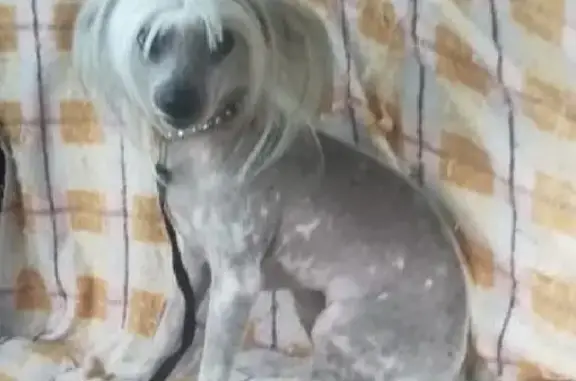 Собака найдена на Привокзальной площади в Казани