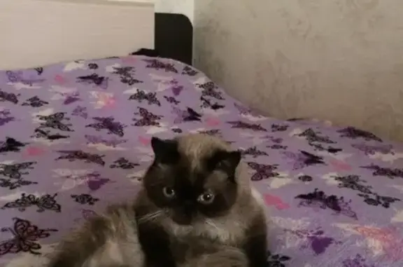 Потерянные животные Смоленск, фото: Пропала кошка Артём на ул. Рыленкова 49, Смоленск (36 символов)