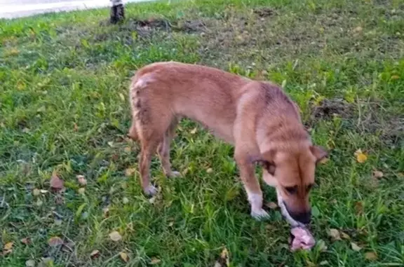Собака с раненой лапой на Шуваловском проспекте, 61 к1