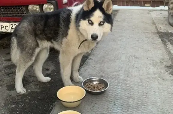 Пропала собака Кай на Севастопольской, Новосибирск