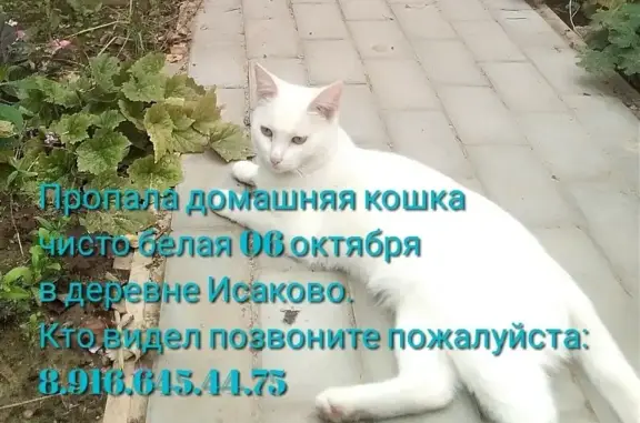 Пропала белая кошка в деревне Исаково, Солнечногорского района (46К-0100)