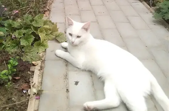 Пропала белая кошка в деревне Исаково рядом с Пятницей (Московская обл.)