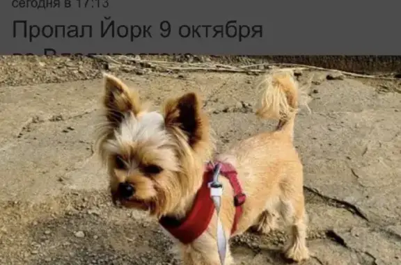 Пропала собака на 3-й Строительной, Владивосток