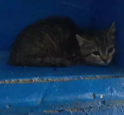 Найден серый кот мальчик в Тобольске, 29Г