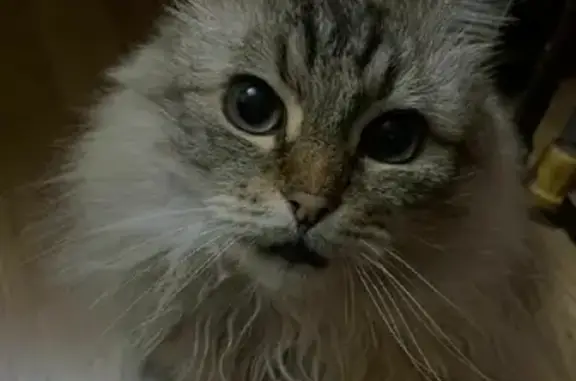 Кошки потеряшки, Санкт-Петербург, фото: Потеряшка кошка Фима, адрес - ул. Новостроек, 33, СПб