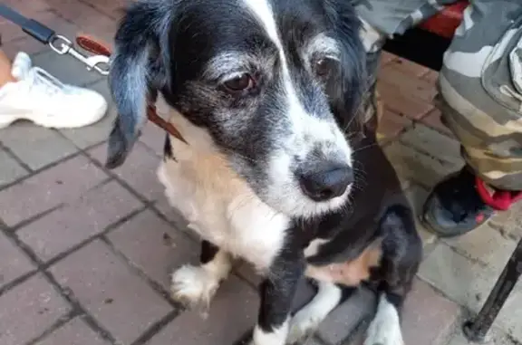 Потерянная собака на улице Конева, 21, Белгород.
