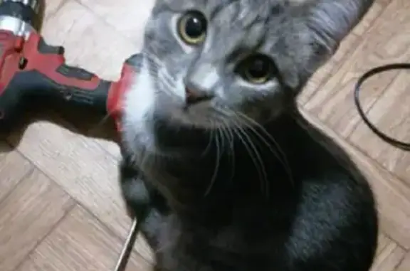 Потерянные животные Новосибирск, фото: Пропала кошка на ул. Карла Либкнехта 232, Новосибирск