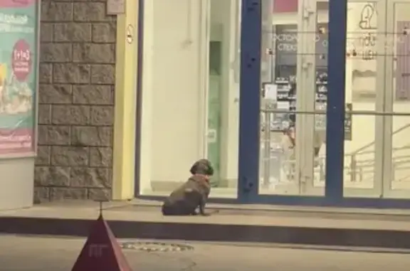 Найдена собака с красной лампочкой в ТЦ Пушкаревское кольцо