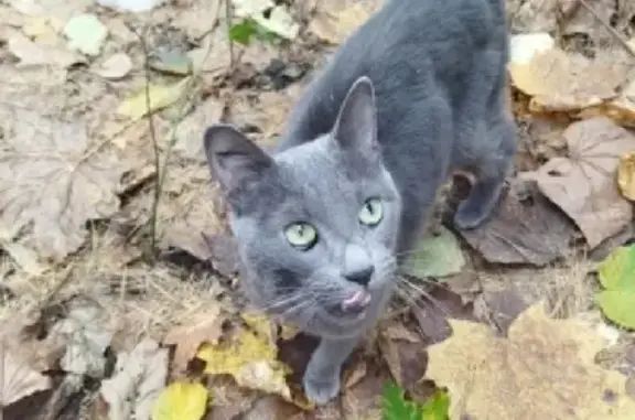 Найдена кошка на ул. Чугунные Ворота, 17 (Москва)