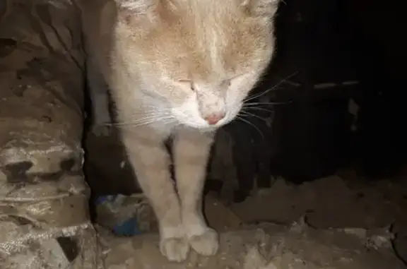 Найден исхудавший кот возле подъезда в Москве
