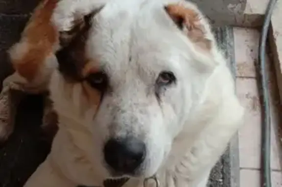 Пропала собака на улице Белова, Мирное