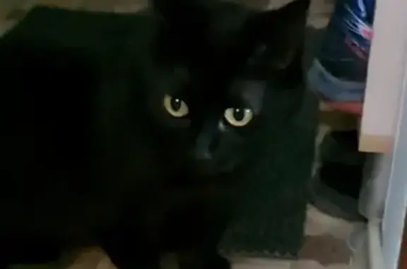 Пропала кошка в 5 мкр. р-н 19 школы, зовут Мася, черная с лысым пузиком и светлым пятнышком возле хвоста. Позвоните, если видели: 8-927-503-70-33.