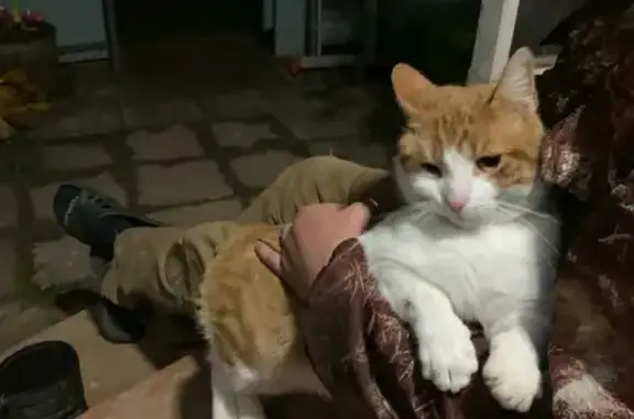 Найден добрый кот в Боре