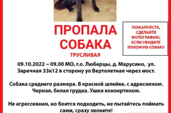 Пропала собака на Заречной улице, 31 к5, Марусино