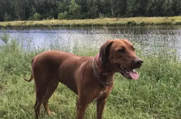 Собаки потеряшки, Москва, фото: Потеряшка собака Ника, нужна помощь! Адрес: Верхние Поля, 42.