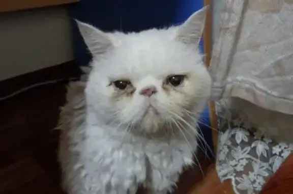 Найдена персидская кошка на ул. Степана Халтурина, 55 в Уфе