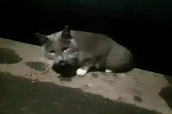 Найден крупный серый кот с белыми лапками на Домодедовской, 38 к2