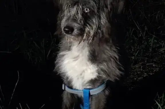 Найдена собака на Рязанском шоссе, ищем хозяина!