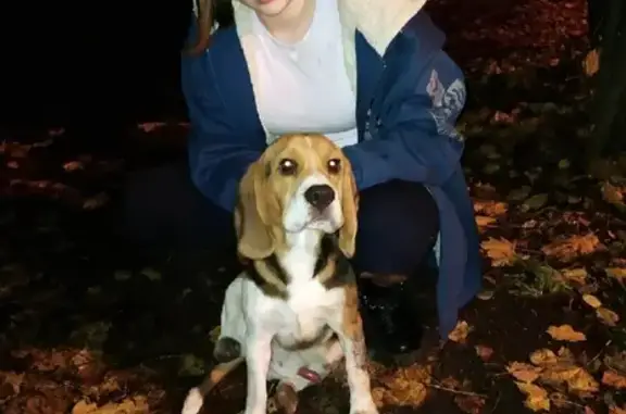 Собака Мальчик найдена на улице Белинского, Лесной Городок
