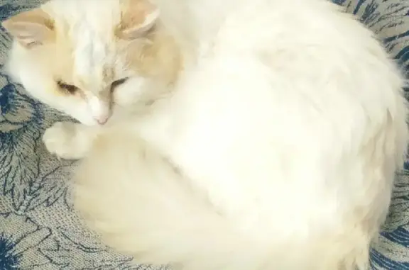 Пропал белый кот с рыжинкой на ушах и поврежденным глазом в Мошково — Белоярка.