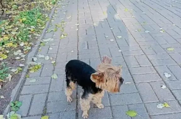 Собака Той-терьер найдена в Щербинках, Нижний Новгород.