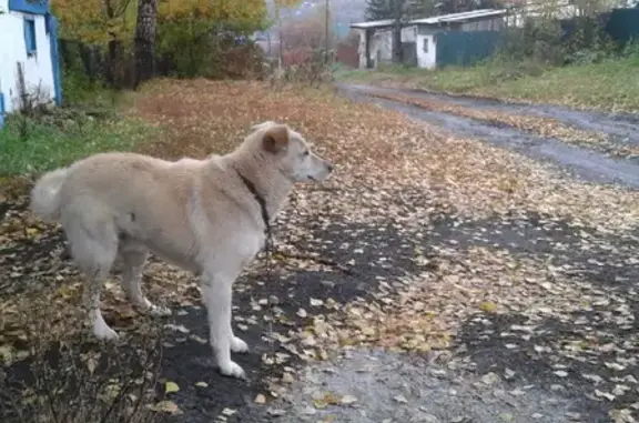 Найдена собака на ул. Точилино, 37А в Новокузнецке