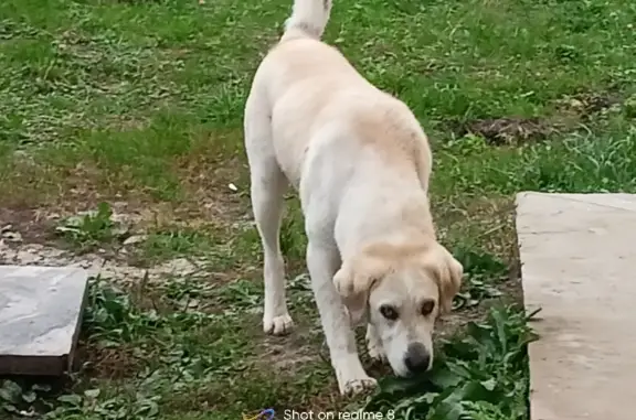 Собака Потеряшка найдена в Щетинском сельсовете (38Н-379)