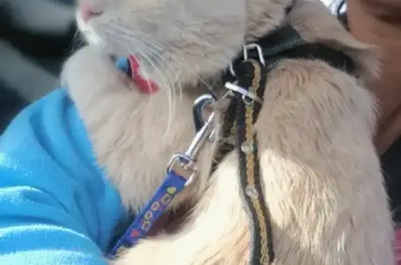 Кошки потеряшки, Мезенское, фото: Потеряшка кошка Рыжуля на Трактовой 40, Мезенское