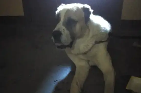 Найдена собака на Ярослава Гашека, 26 к1, СПб.