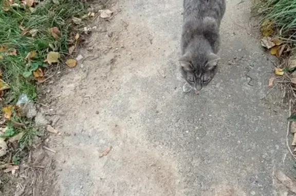 Найден кот с поврежденной лапой в Пушкино