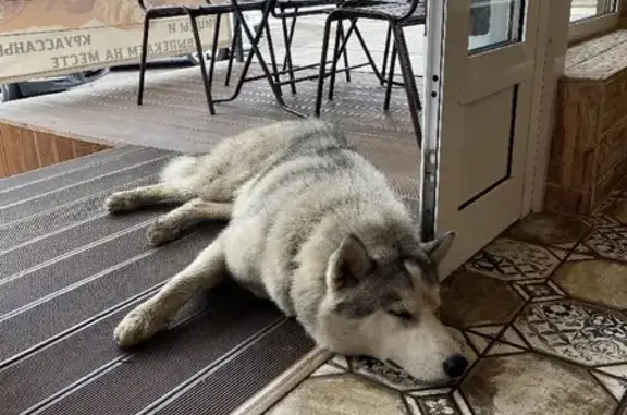 Собака найдена на Донской улице, 50А, Сочи.