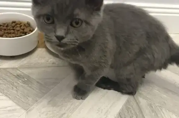 Найден котенок британской породы на Студенческой, Белгород